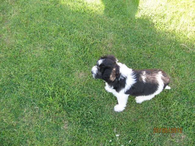 Süße PON Hündin(Mini Bobtail)
